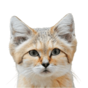 Sand Cat